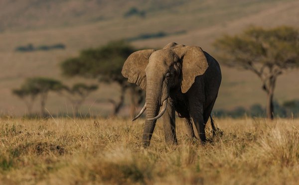 Comment organiser un camping pour observer les éléphants dans les réserves naturelles africaines?